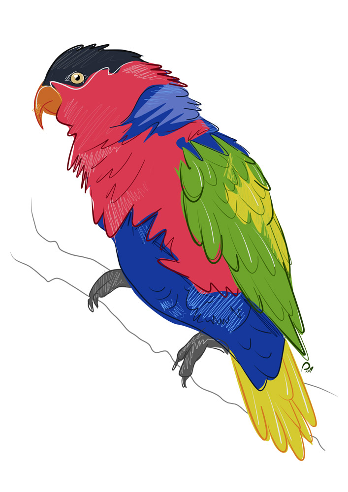 Black_Capped_Lory_Full