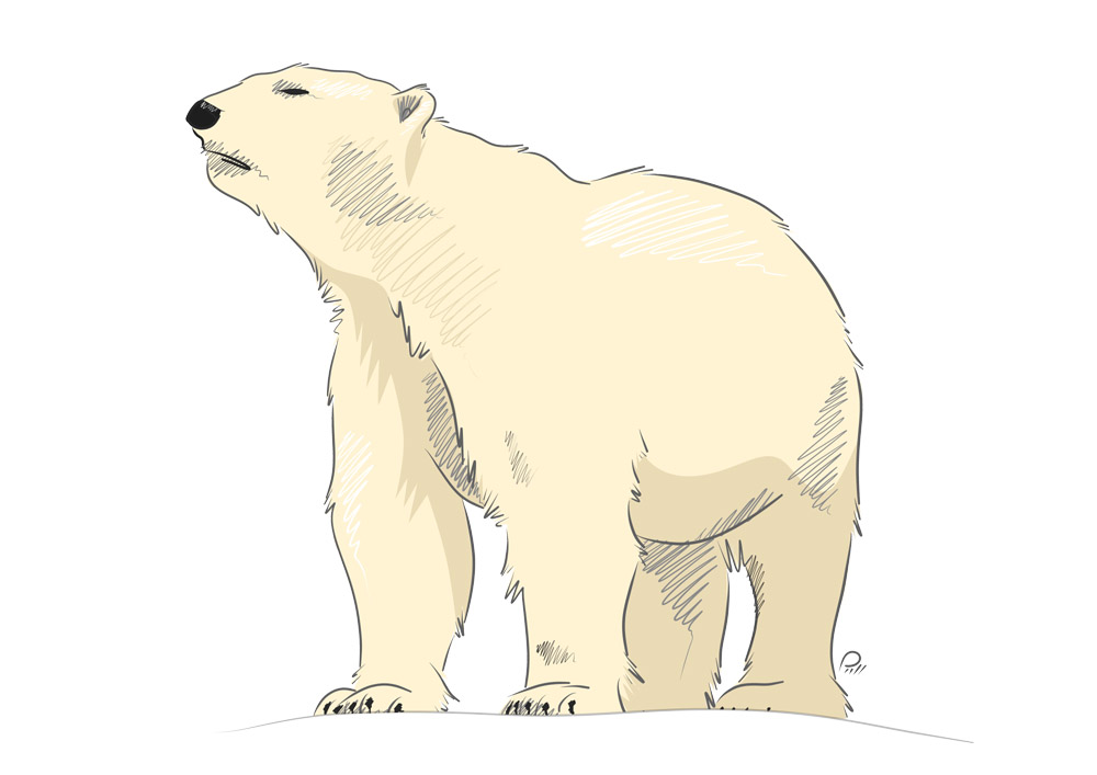 Polar_Bear_Full