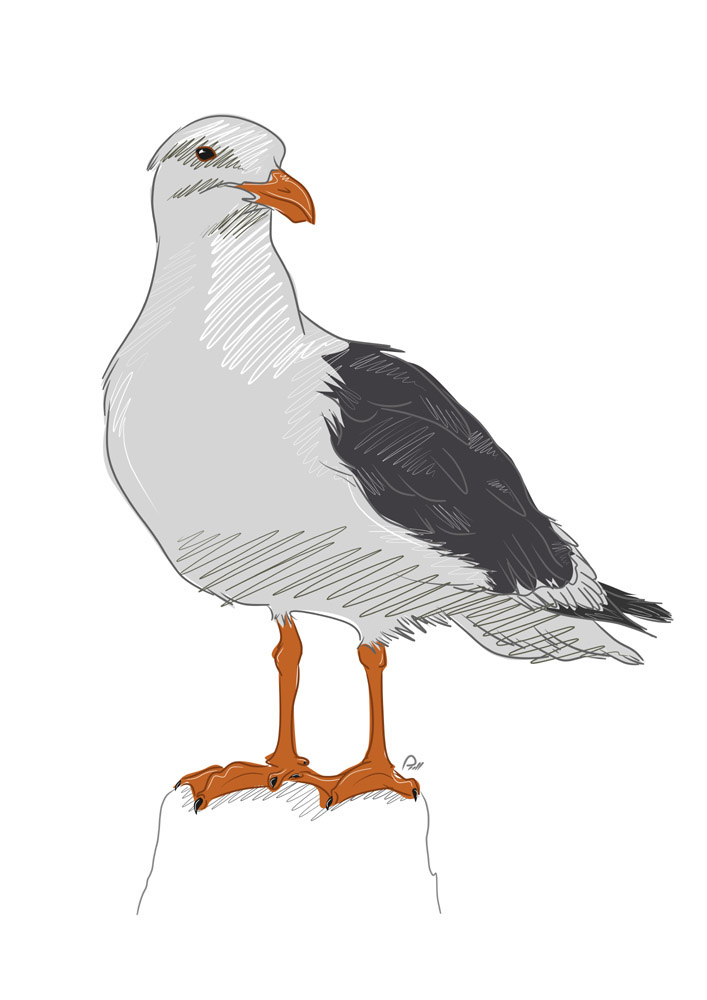 Seagull_Full